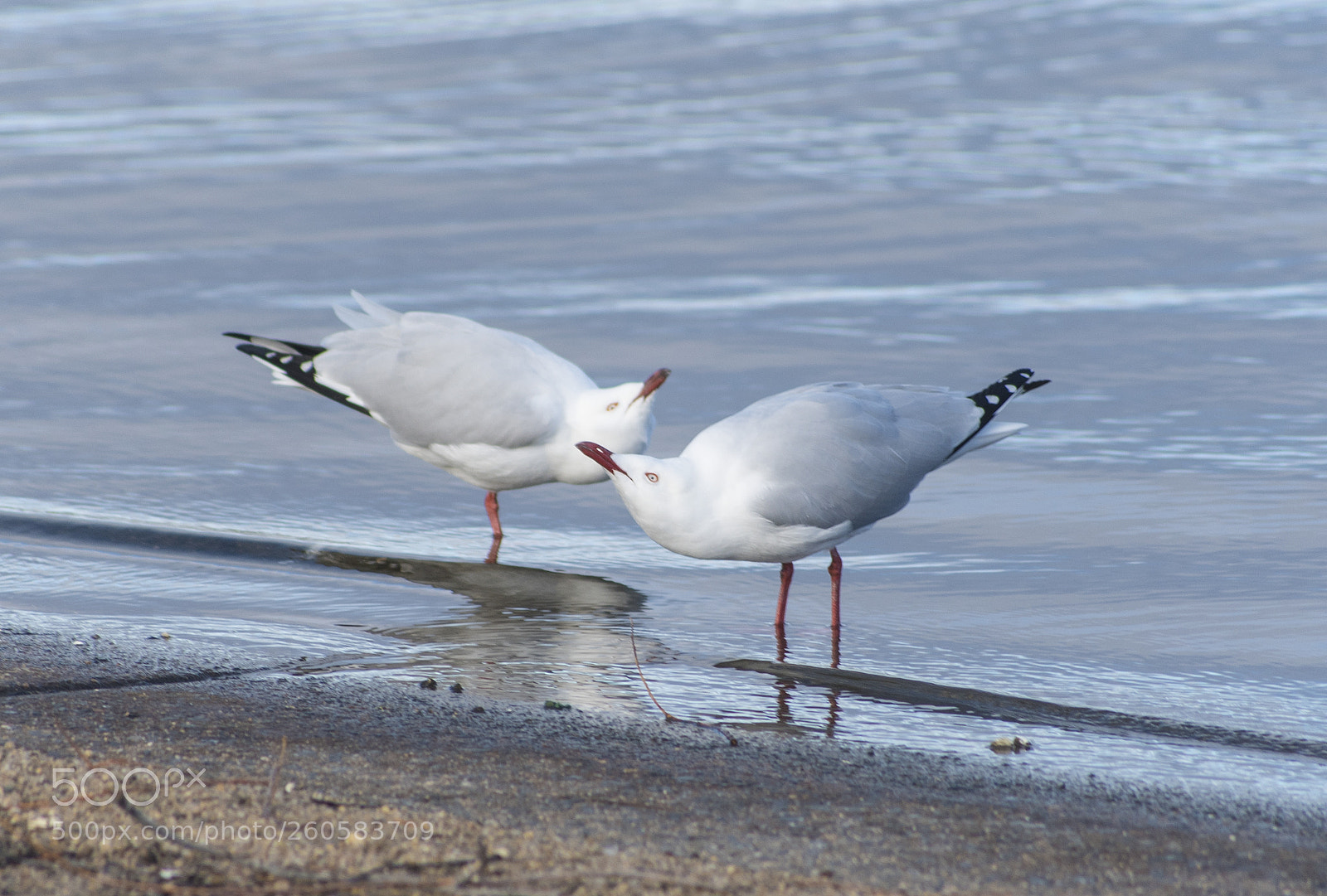 Nikon D750 sample photo. Seagulls flirting photography