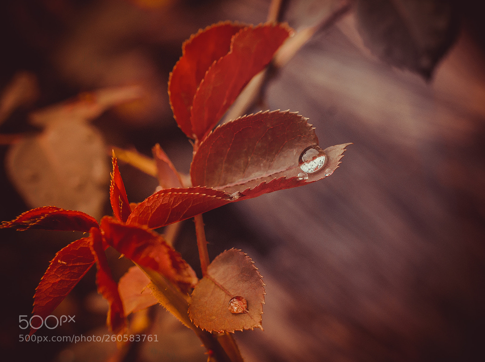 Nikon D7200 sample photo. Rain red photography