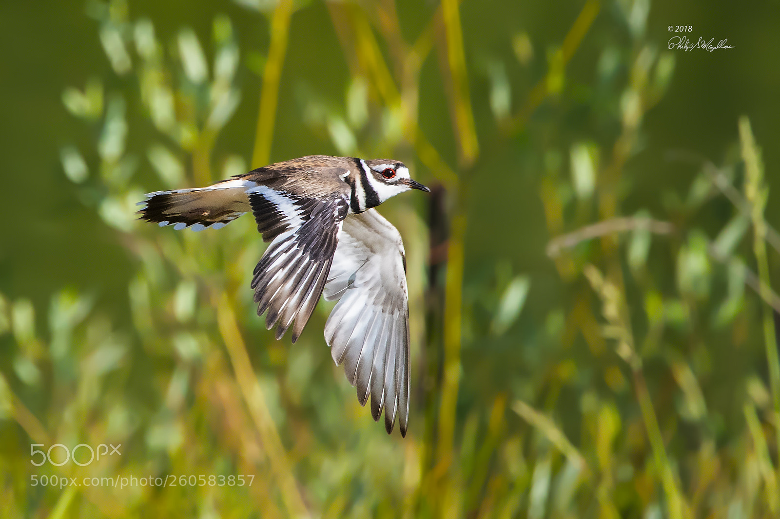Nikon D500 sample photo. Killdeer in flight photography