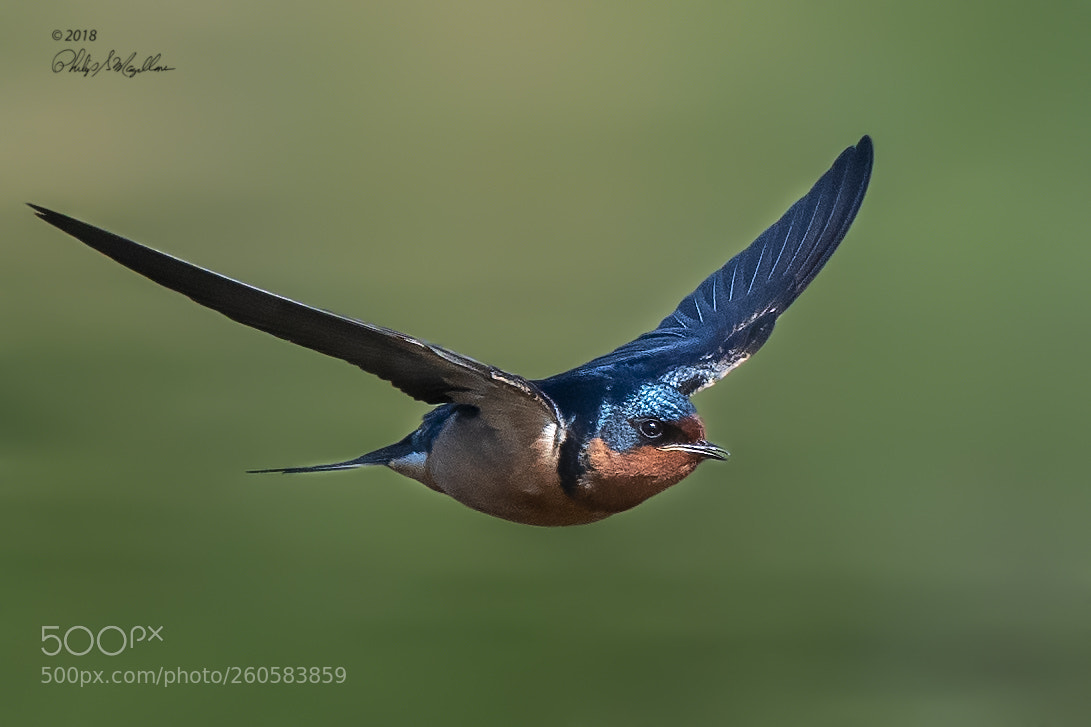 Nikon D500 sample photo. Barn swallow in flight photography