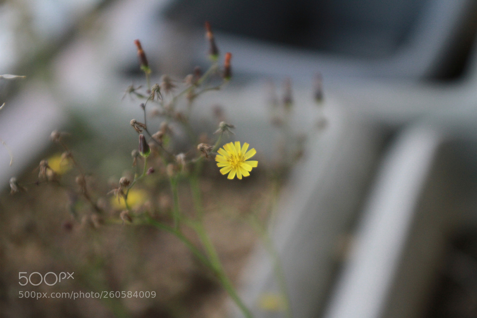 Canon EOS 7D sample photo. Dandelion photography