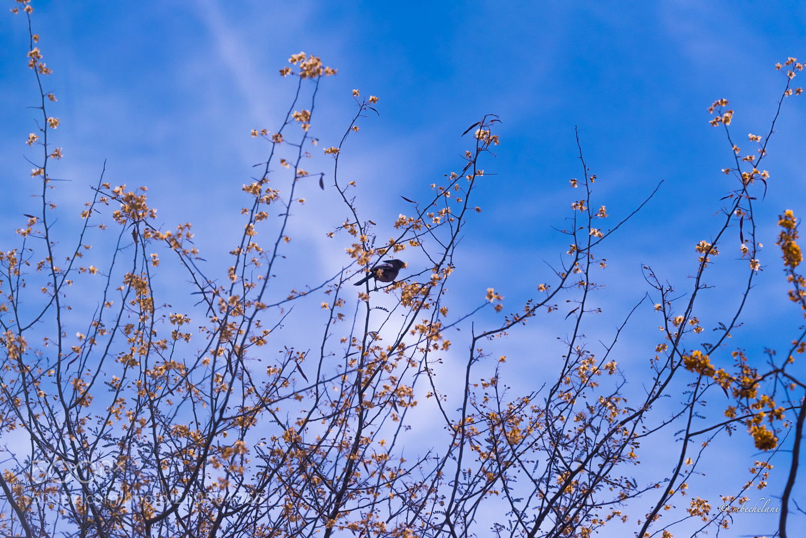 Nikon D810 sample photo. Mbs photography