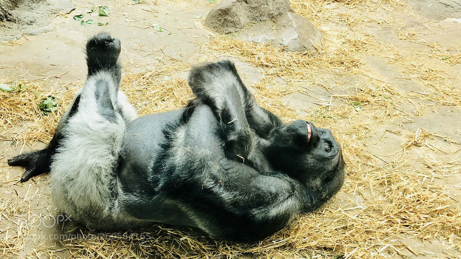 Apple iPhone X sample photo. Gorilla (attitude) photography