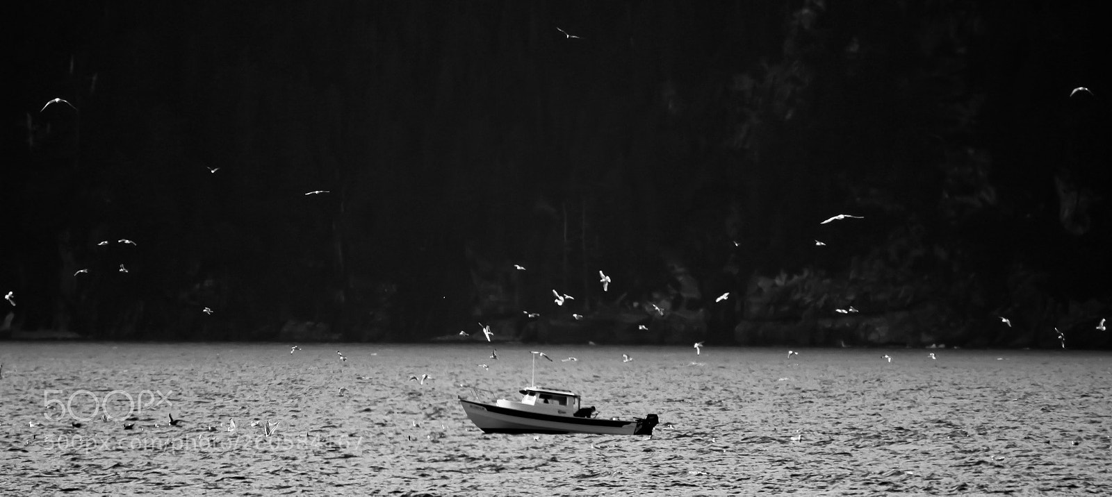 Canon EOS 7D sample photo. Fishingbirds photography