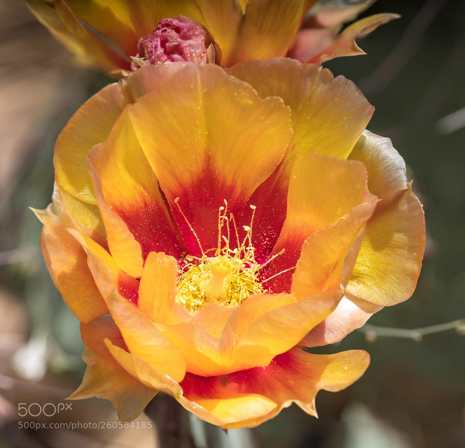Sony a7R III sample photo. Cactus flower photography