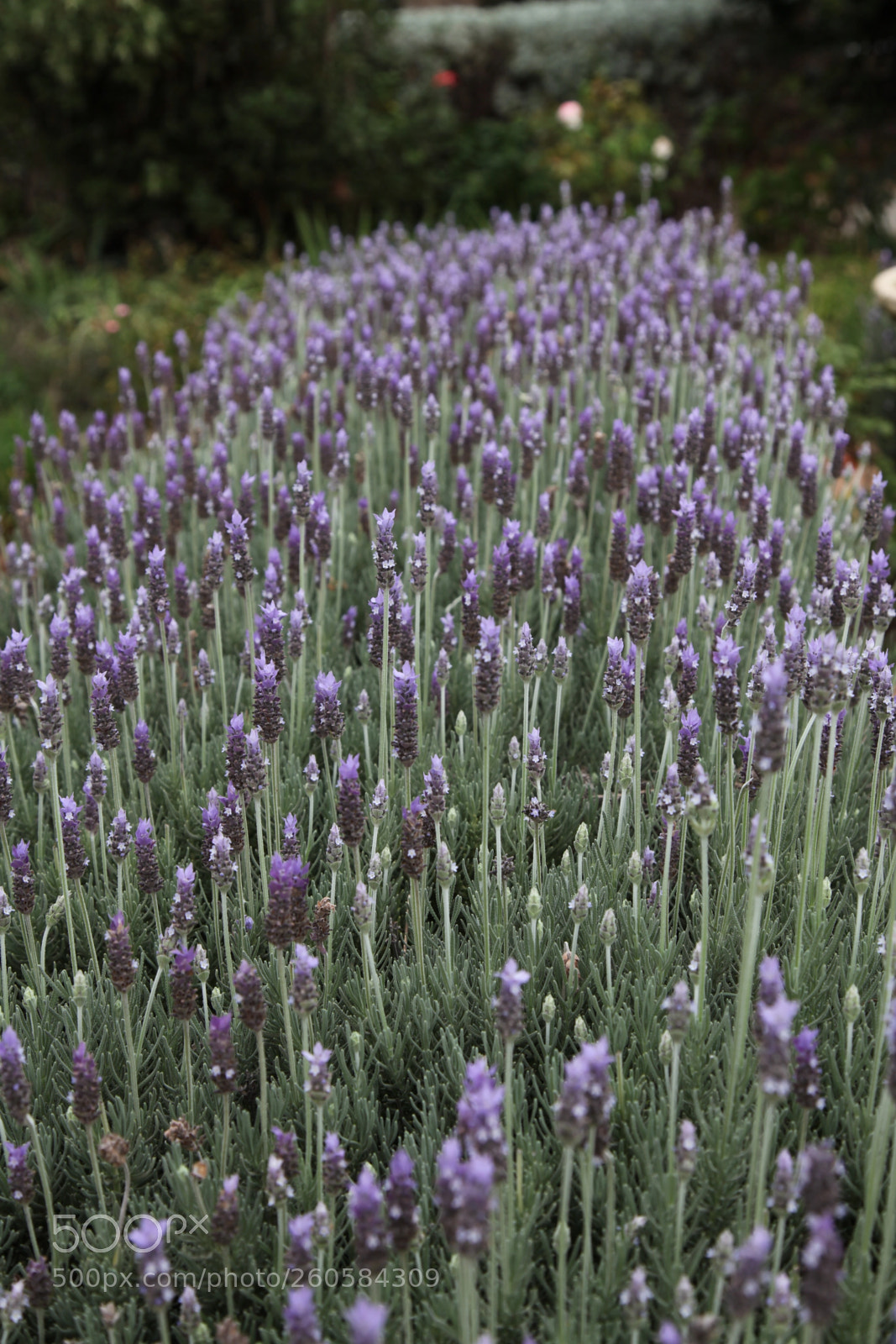 Canon EOS 5D Mark II sample photo. Lavender photography