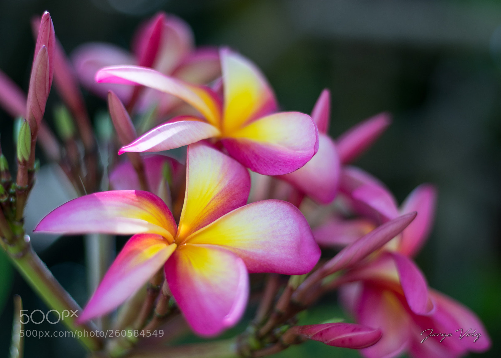 Canon EOS 80D sample photo. Plumeria in flower photography