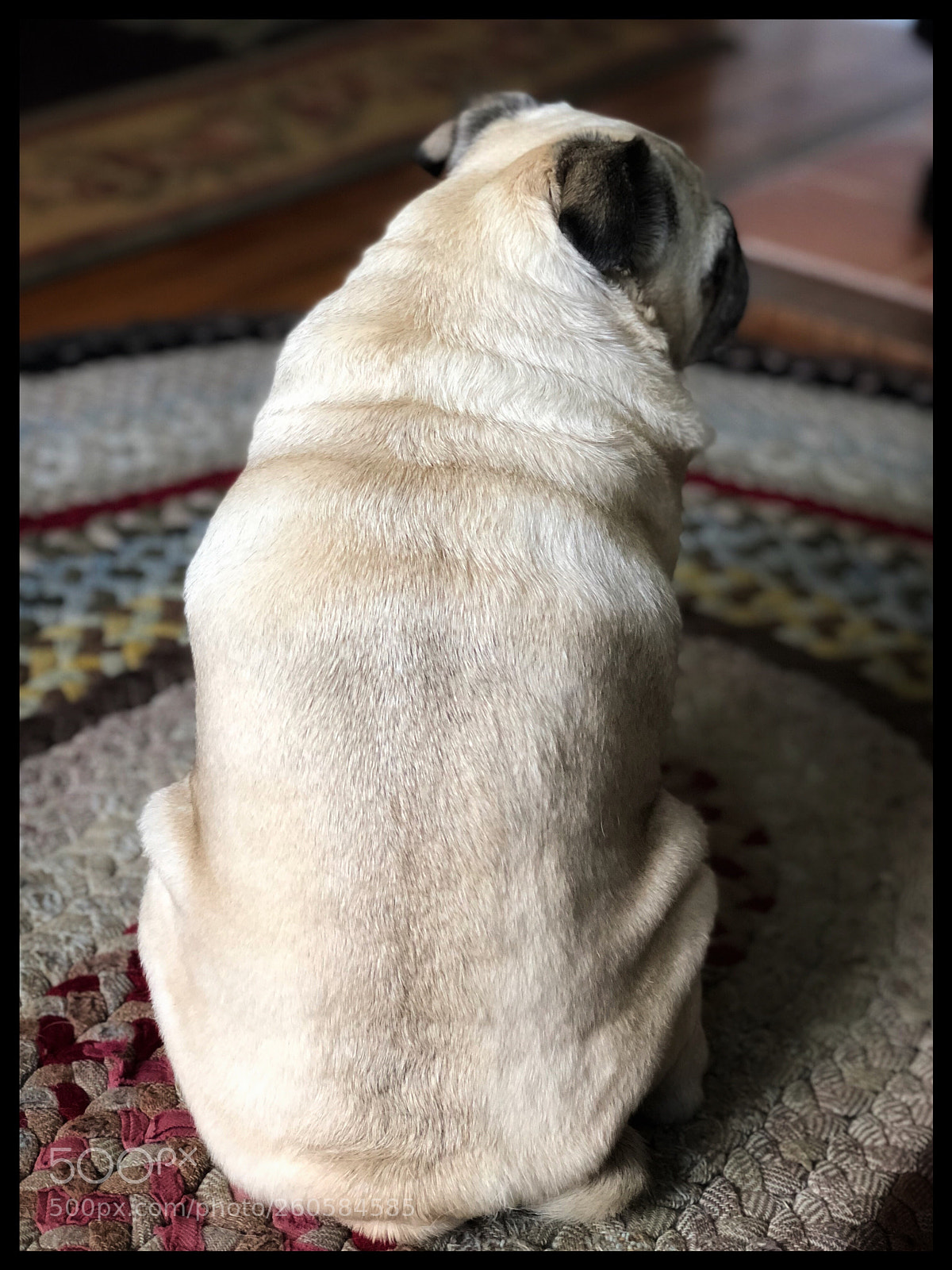 Apple iPhone 8 Plus sample photo. Pug rolls photography