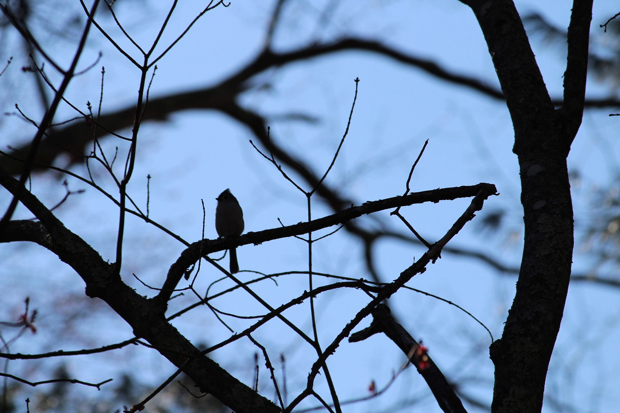 Canon EOS 1300D (EOS Rebel T6 / EOS Kiss X80) sample photo. Img photography
