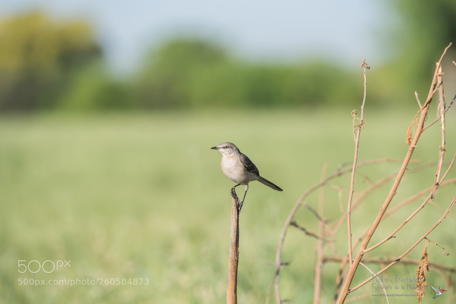 Nikon D810 sample photo. Mbs photography