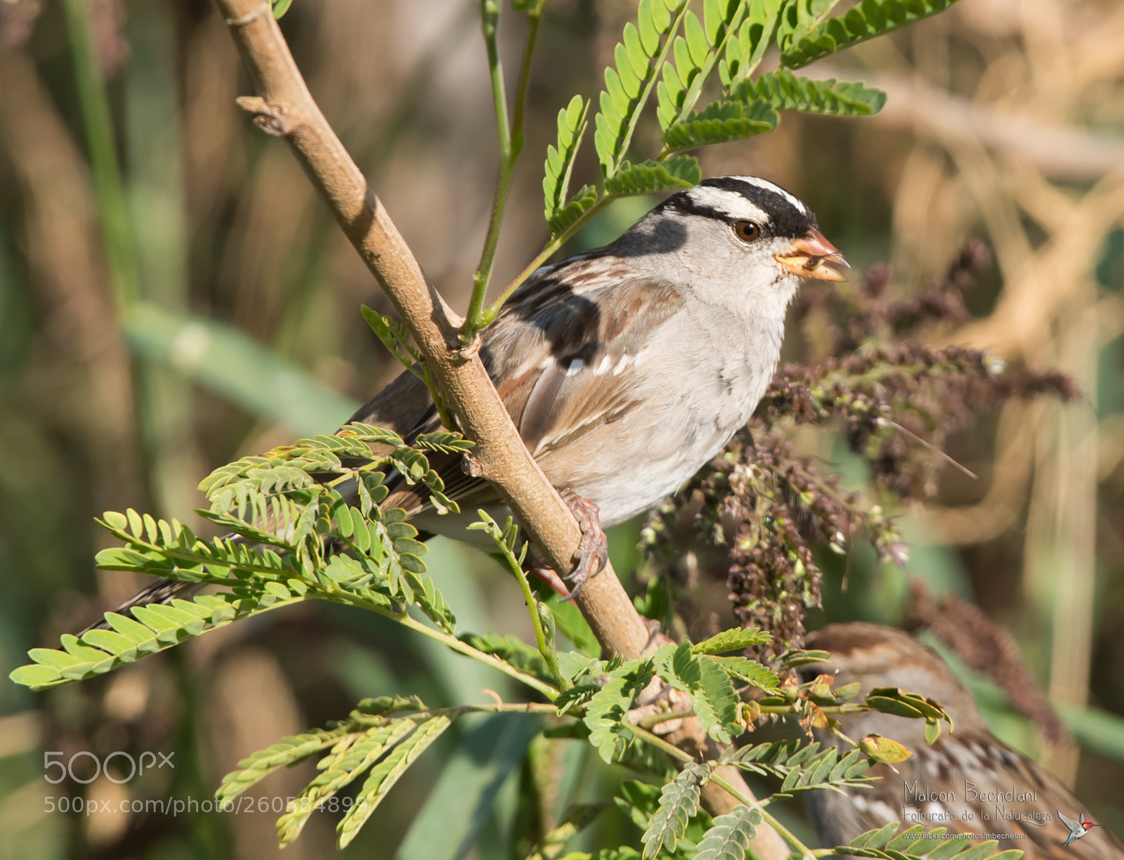 Nikon D810 sample photo. Mbs photography