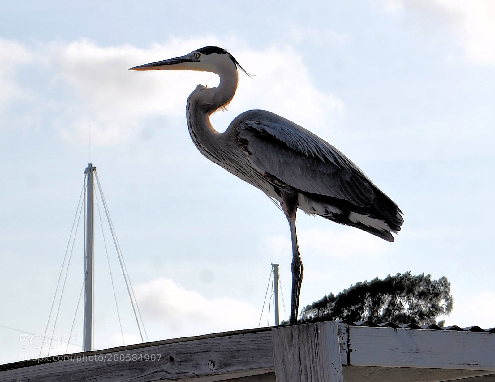 Nikon D5000 sample photo. Heron on the dock photography