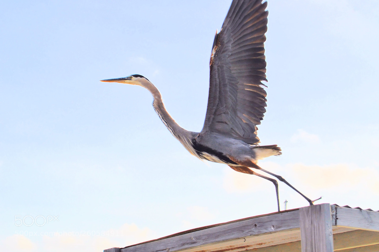 Nikon D5000 sample photo. Taking flight photography