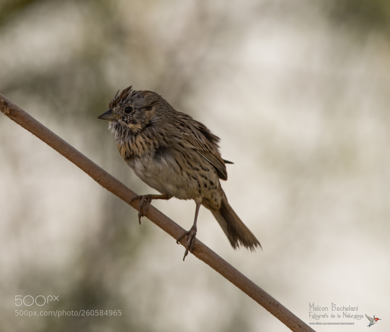 Nikon D810 sample photo. Mbs photography