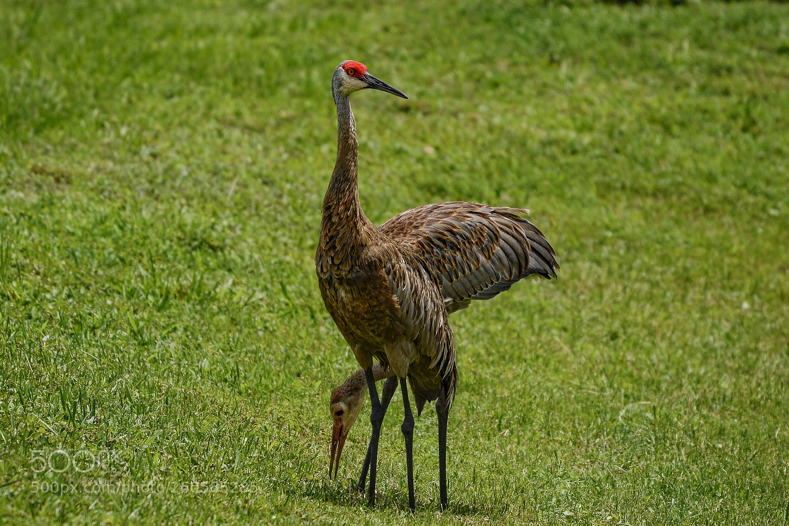 Nikon D800E sample photo. Sandhill cranes photography