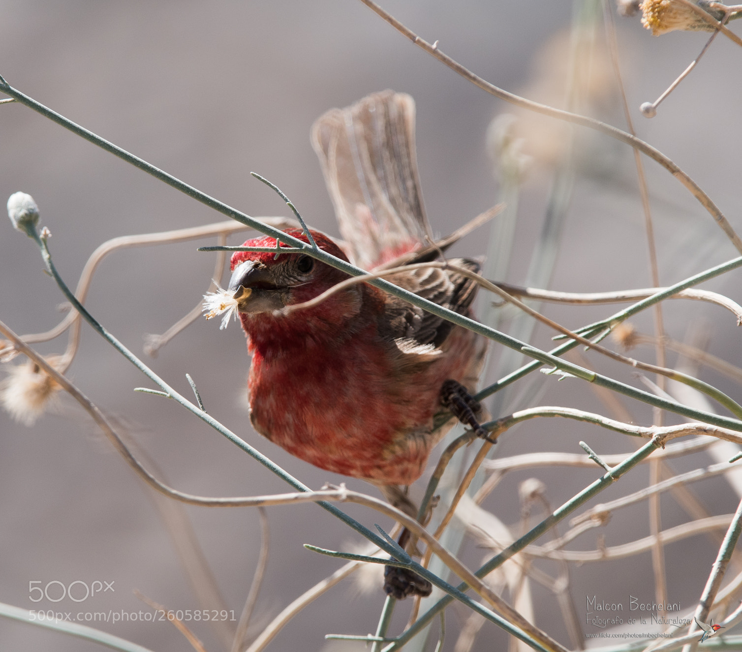 Nikon D810 sample photo. Mbs photography