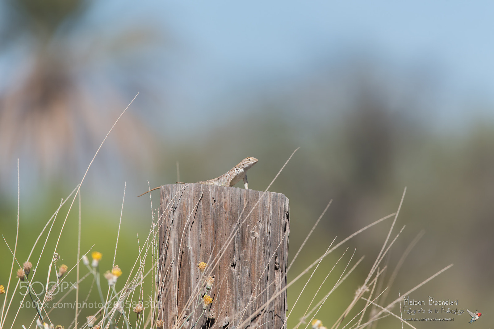 Nikon D810 sample photo. _mbs2257-2.jpg photography