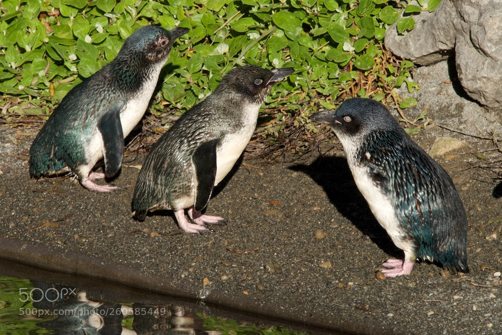 Nikon D600 sample photo. 3 little blue penguins photography