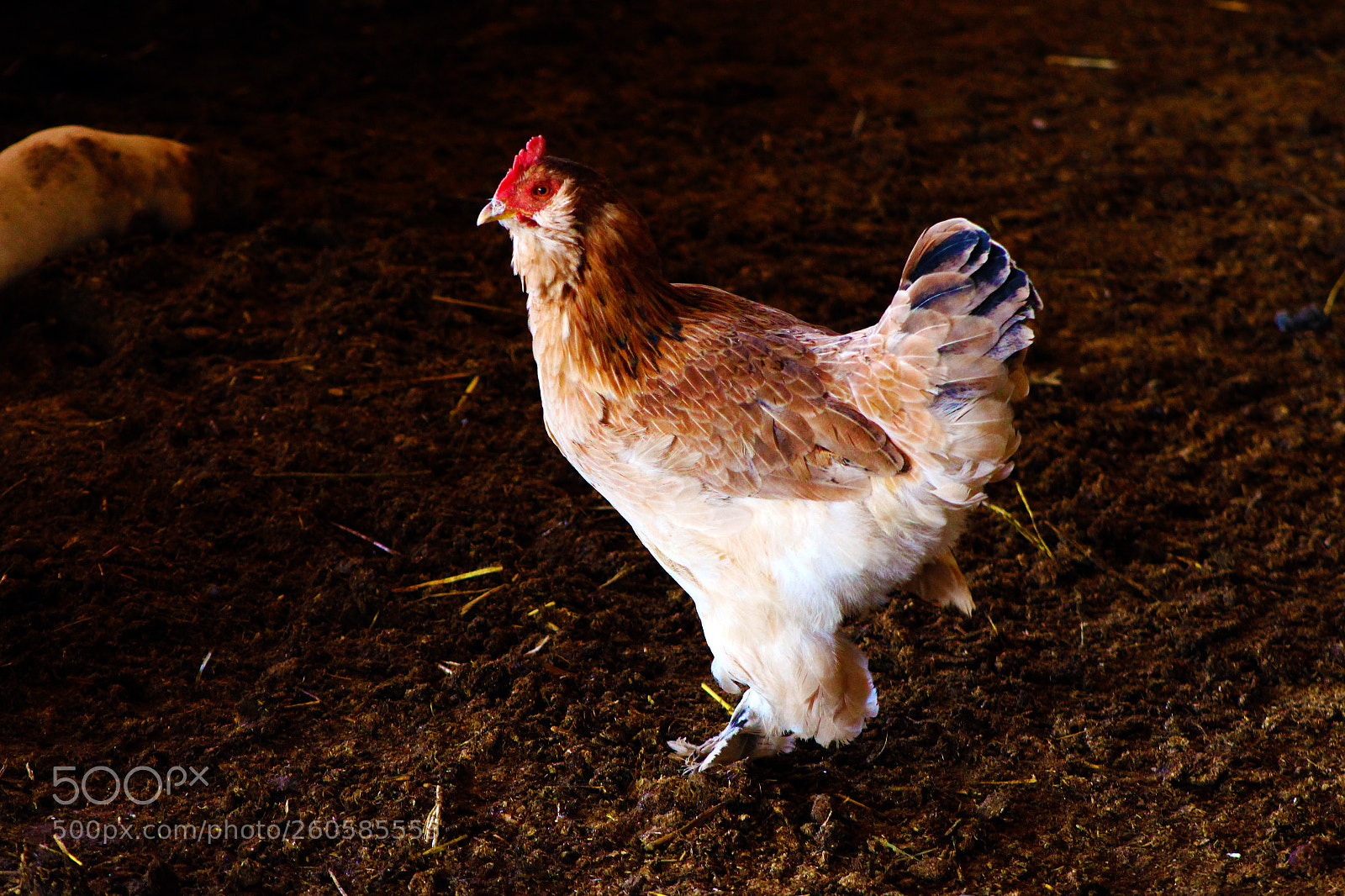 Canon EOS 700D (EOS Rebel T5i / EOS Kiss X7i) sample photo. Royal hen photography