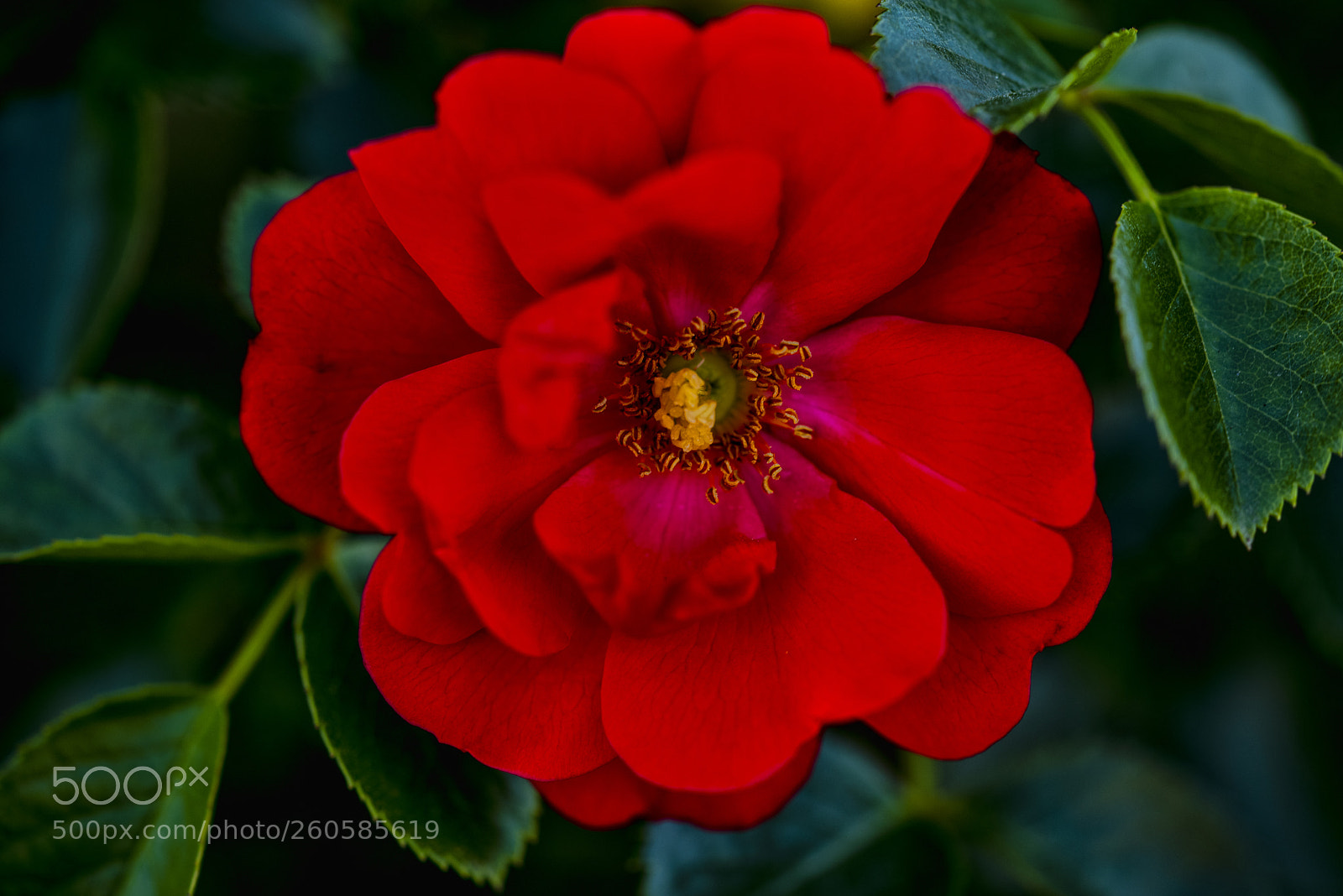 Pentax K-1 sample photo. Climbing rose photography
