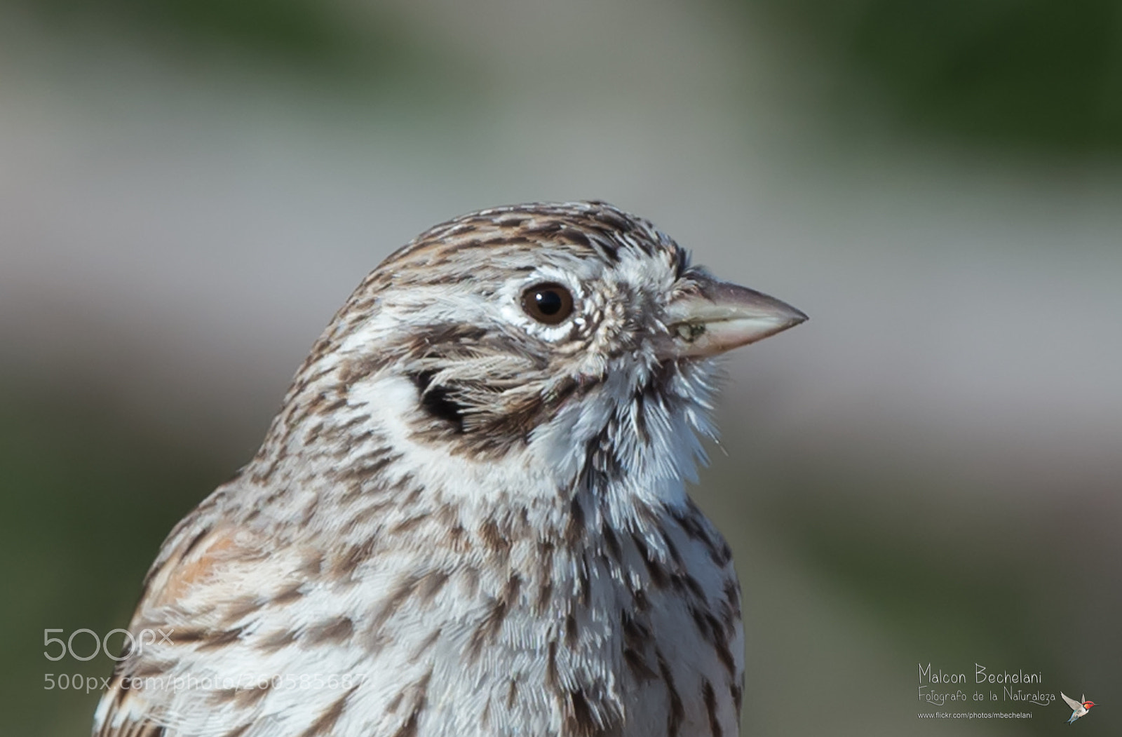 Nikon D810 sample photo. Mbs photography