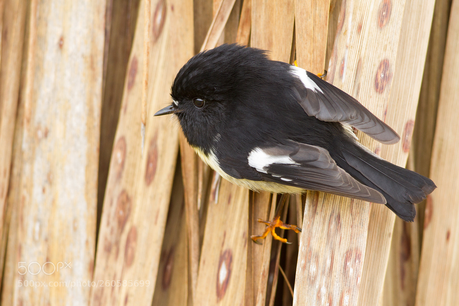 Canon EOS 7D sample photo. Tomtit on cabbage tree (3) photography