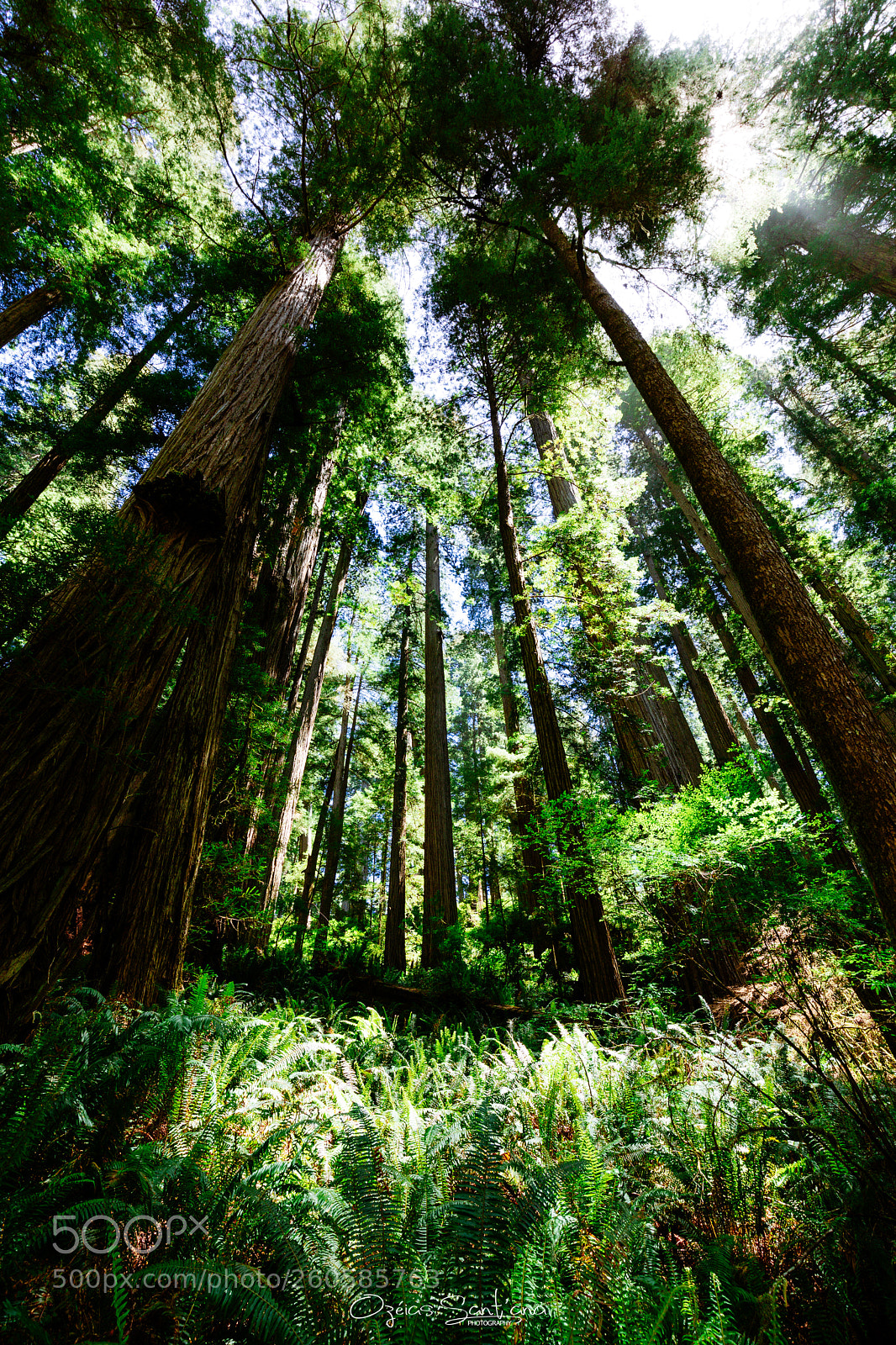 Canon EOS 5D Mark IV sample photo. Among the giants  photography