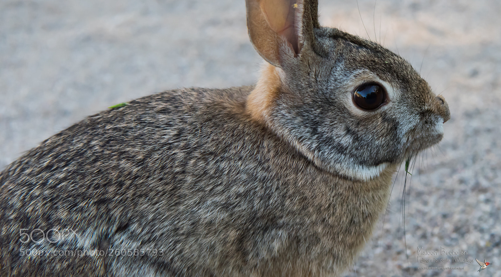 Nikon D810 sample photo. Mbs photography