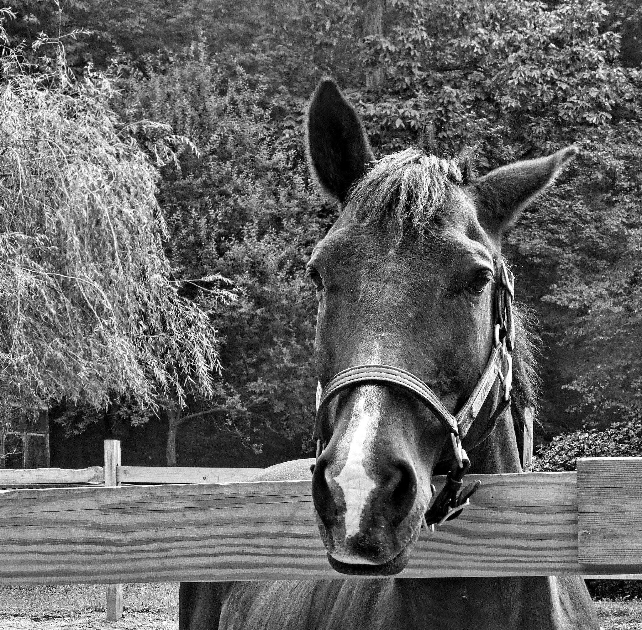 Panasonic DMC-ZS19 sample photo. Horse close-up photography