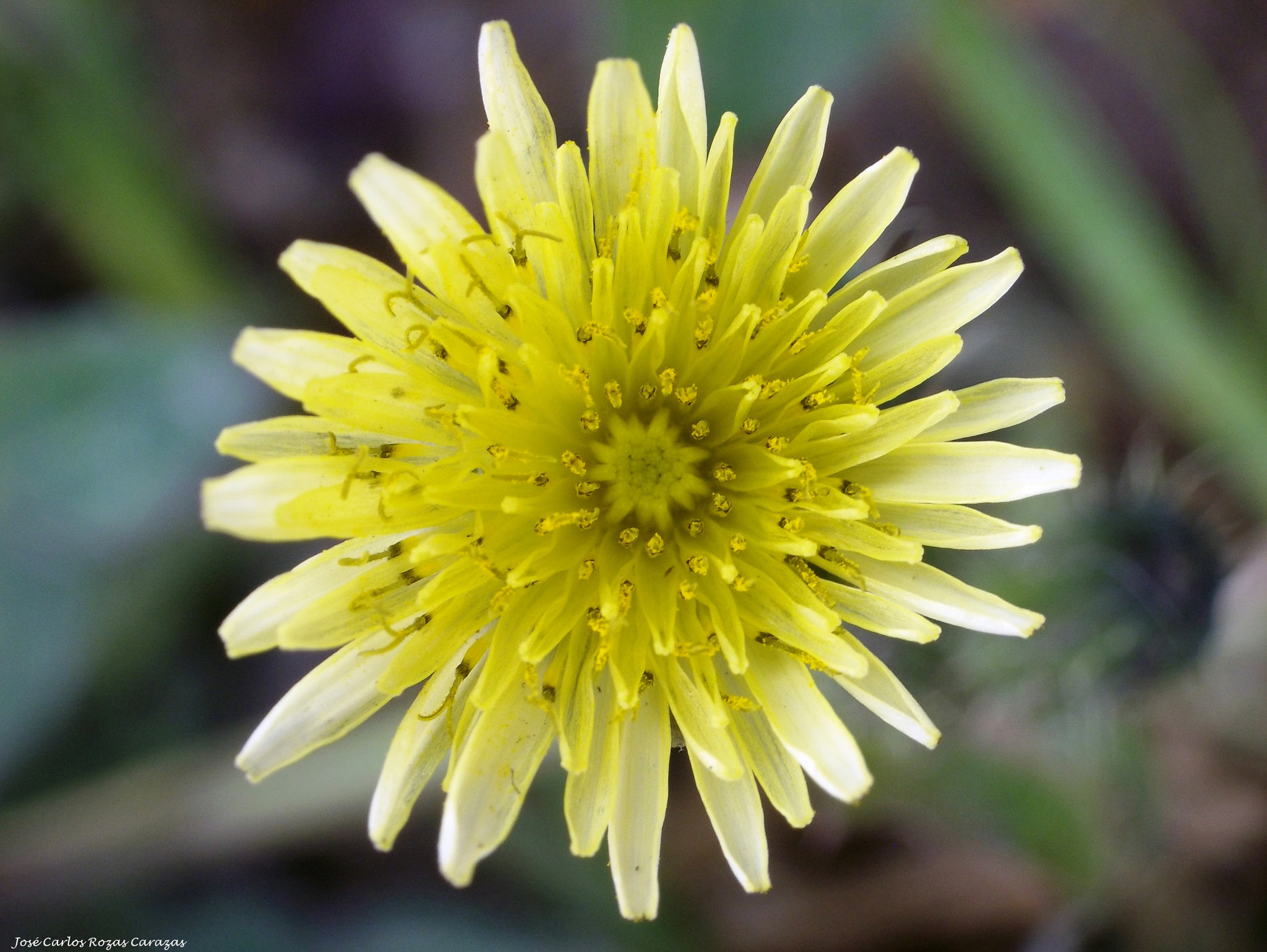 Kodak EASYSHARE MINI CAMERA, M200 sample photo. Flor silvestre photography