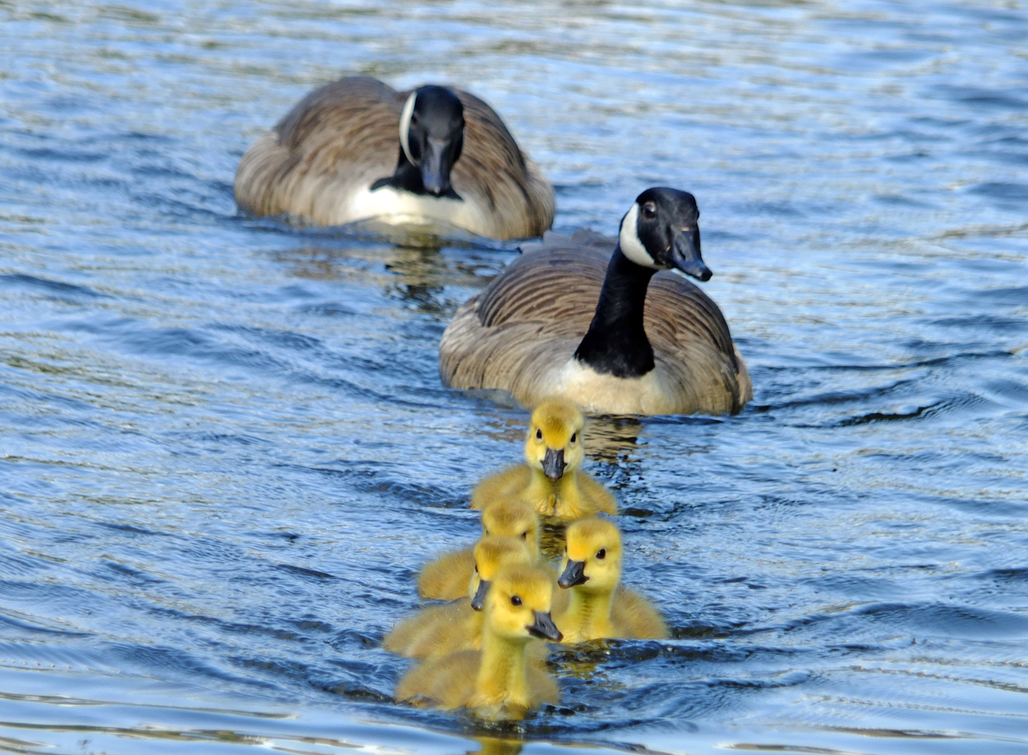 Fujifilm X-S1 sample photo. A family of canada gees with yellow fluffy goslings swimming in a blue lake photography