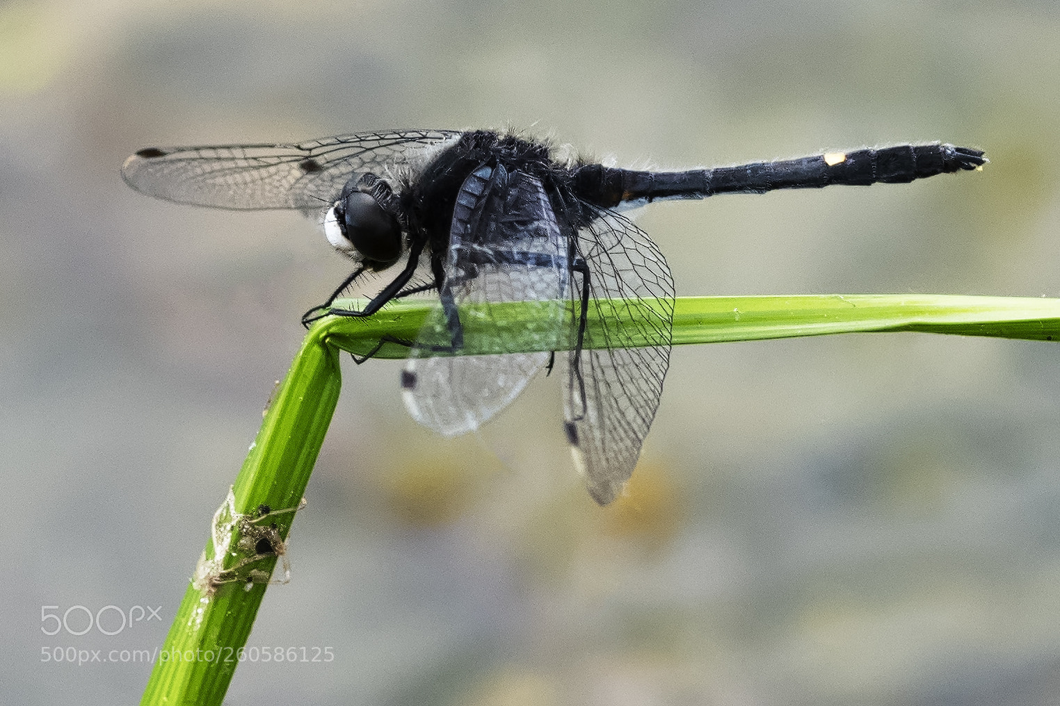 Nikon D850 sample photo. White faced black dragonfly photography