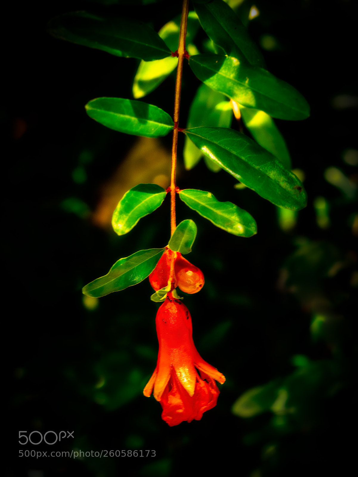 Olympus OM-D E-M1 sample photo. Hanging photography