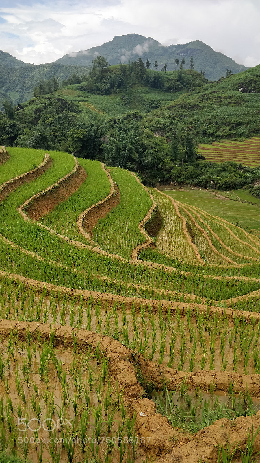 OnePlus 5 sample photo. Rice terrace in vietnam photography