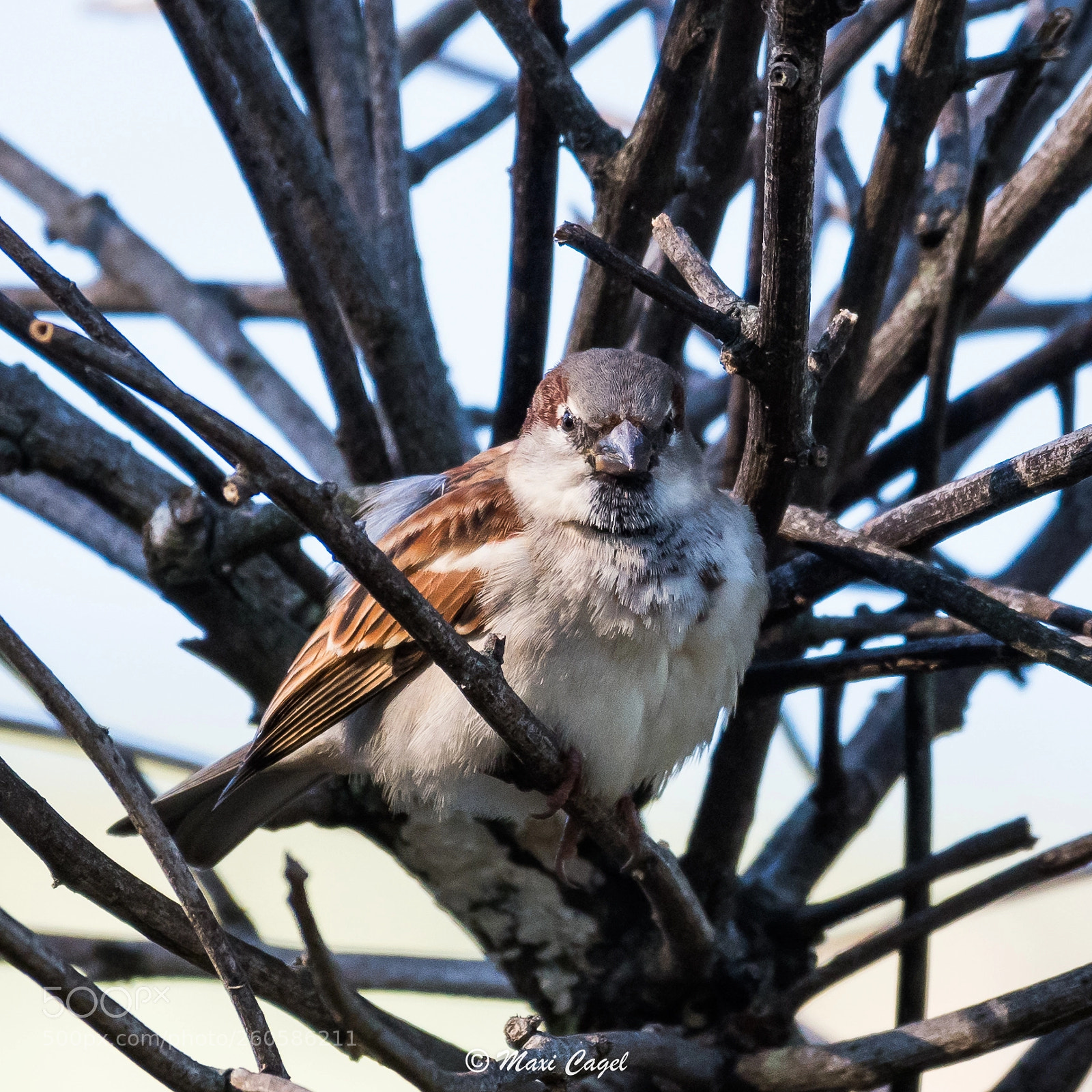 Nikon D500 sample photo. Try me photography