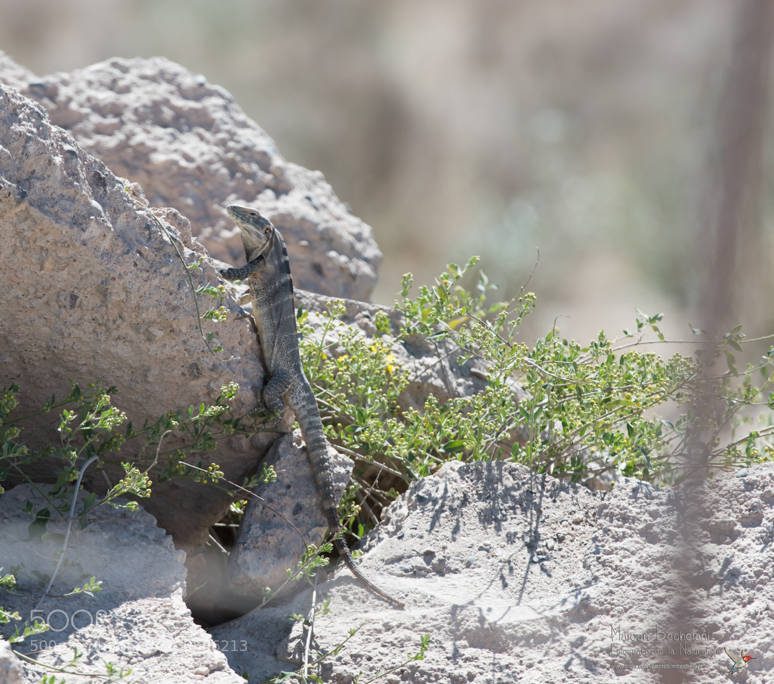 Nikon D810 sample photo. Mbs photography