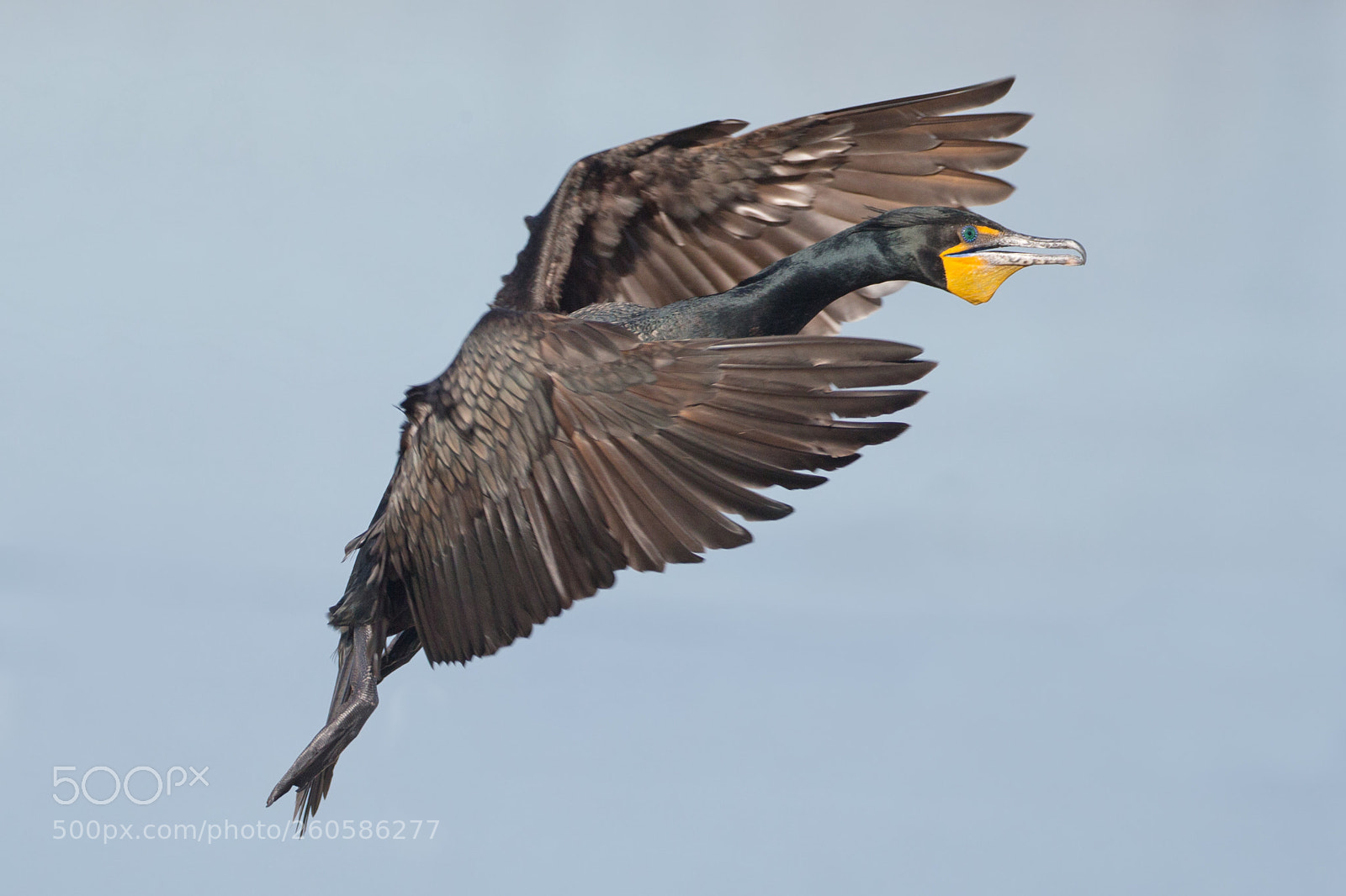 Canon EOS-1D X sample photo. Double-crested cormorant 5944 photography