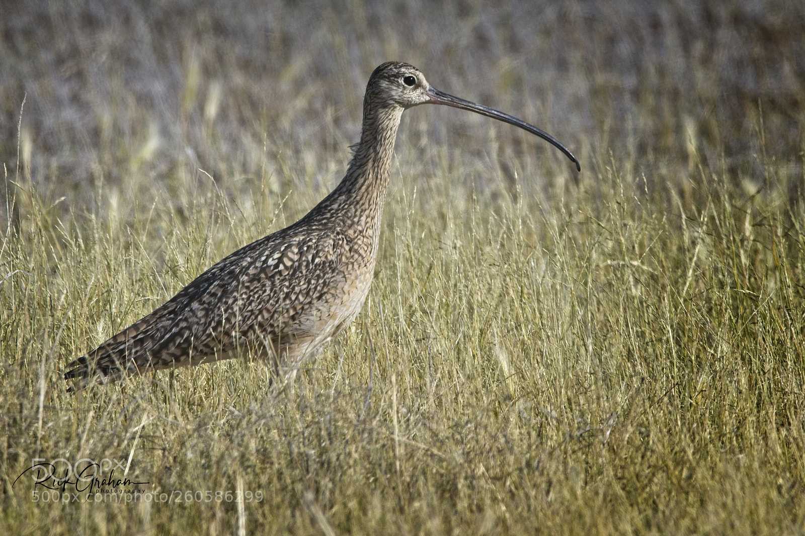 Canon EOS 80D sample photo. Long-billed curlew photography