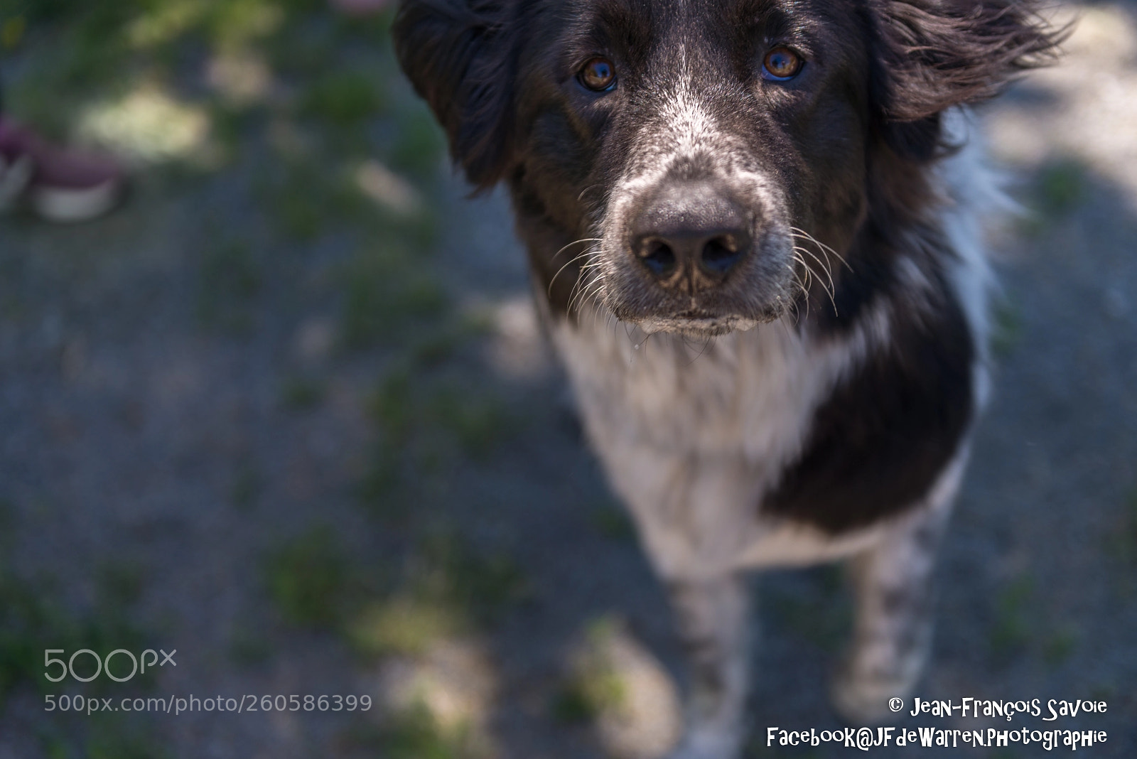 Nikon D600 sample photo. Charlie en visite photography