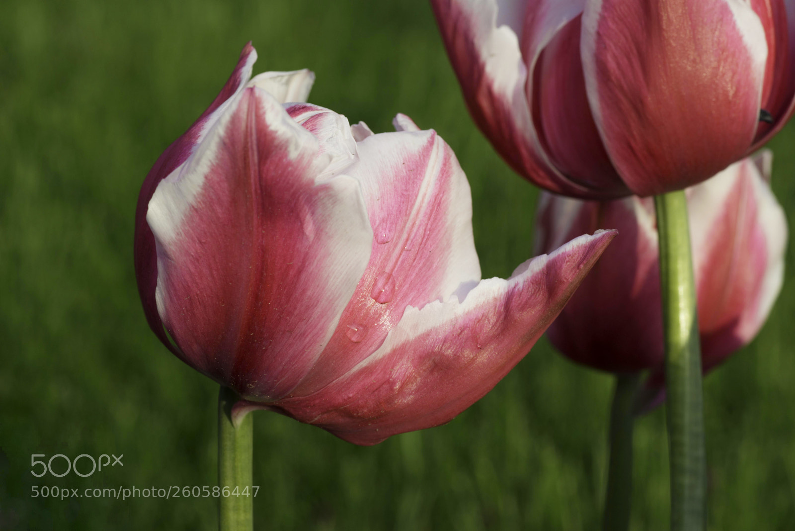 Nikon D610 sample photo. Tulip g photography