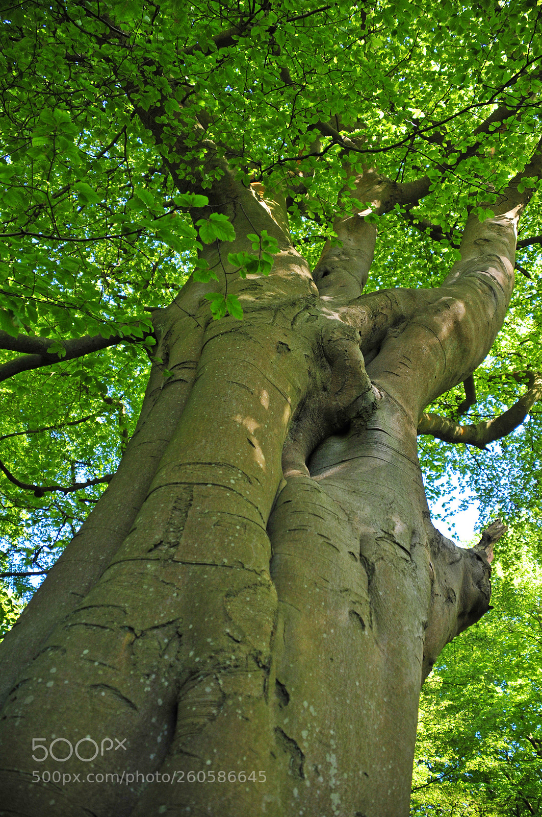 Nikon D300 sample photo. Vertical view of a photography