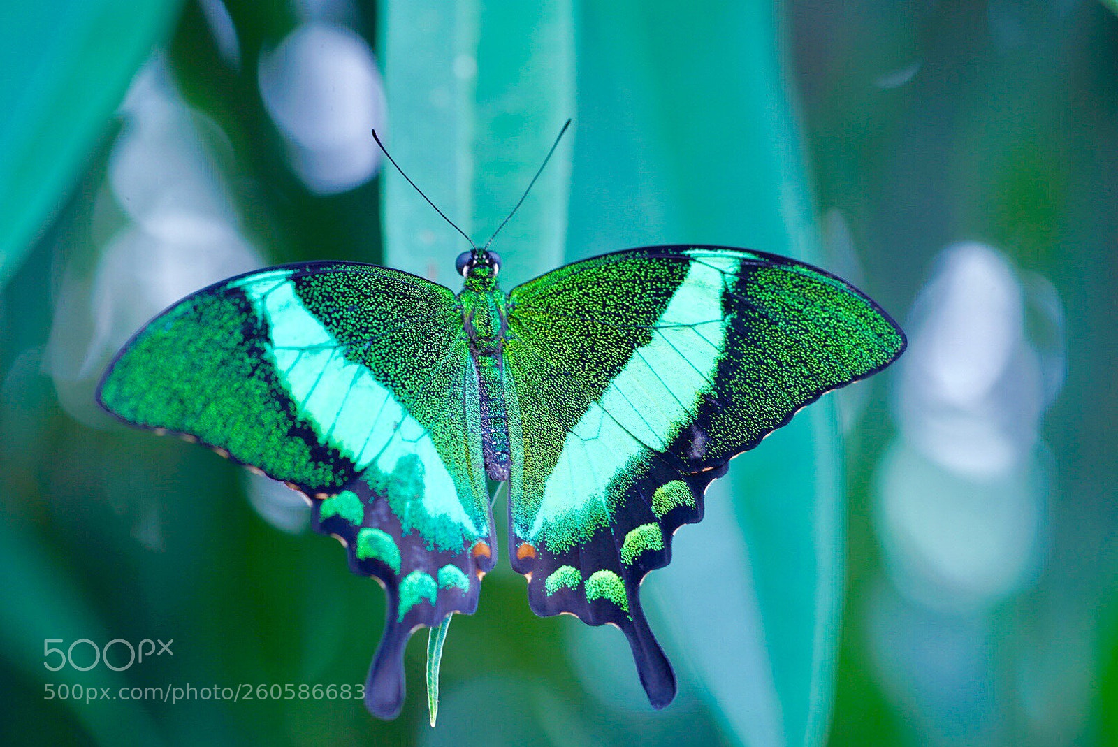Sony a7R III sample photo. Emerald swallowtail butterfly  photography