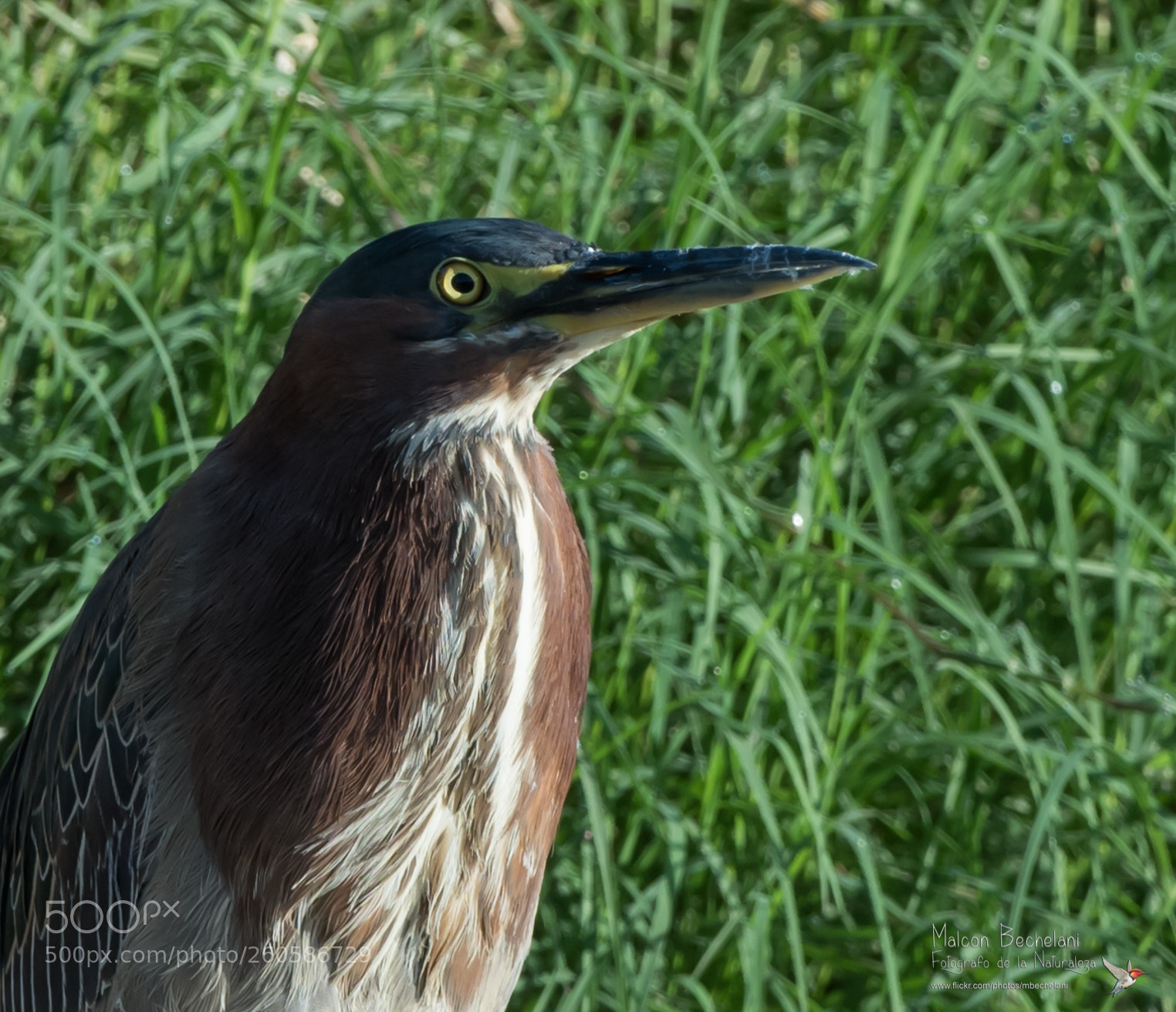 Nikon D810 sample photo. Mbs photography
