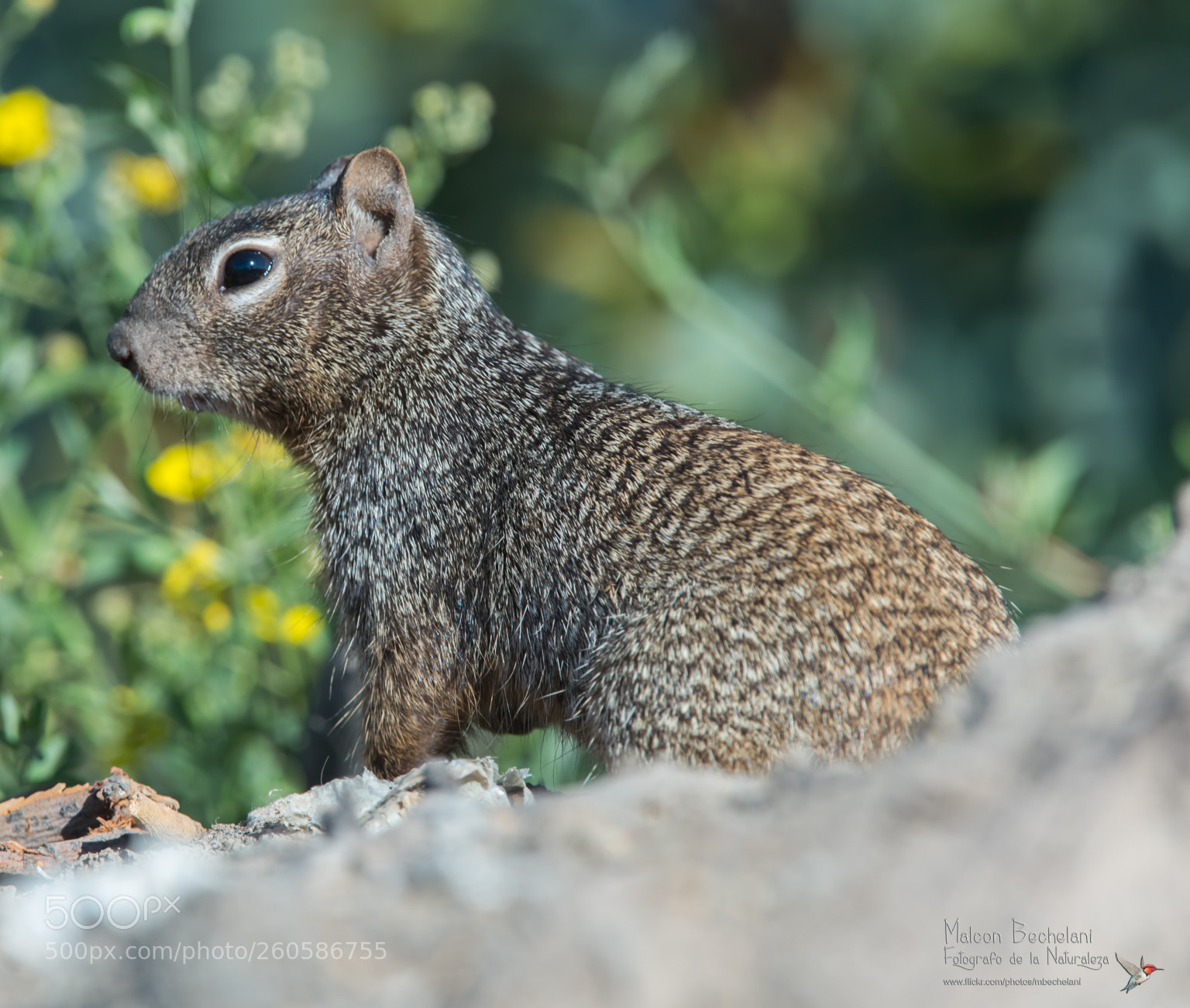 Nikon D810 sample photo. Mbs photography