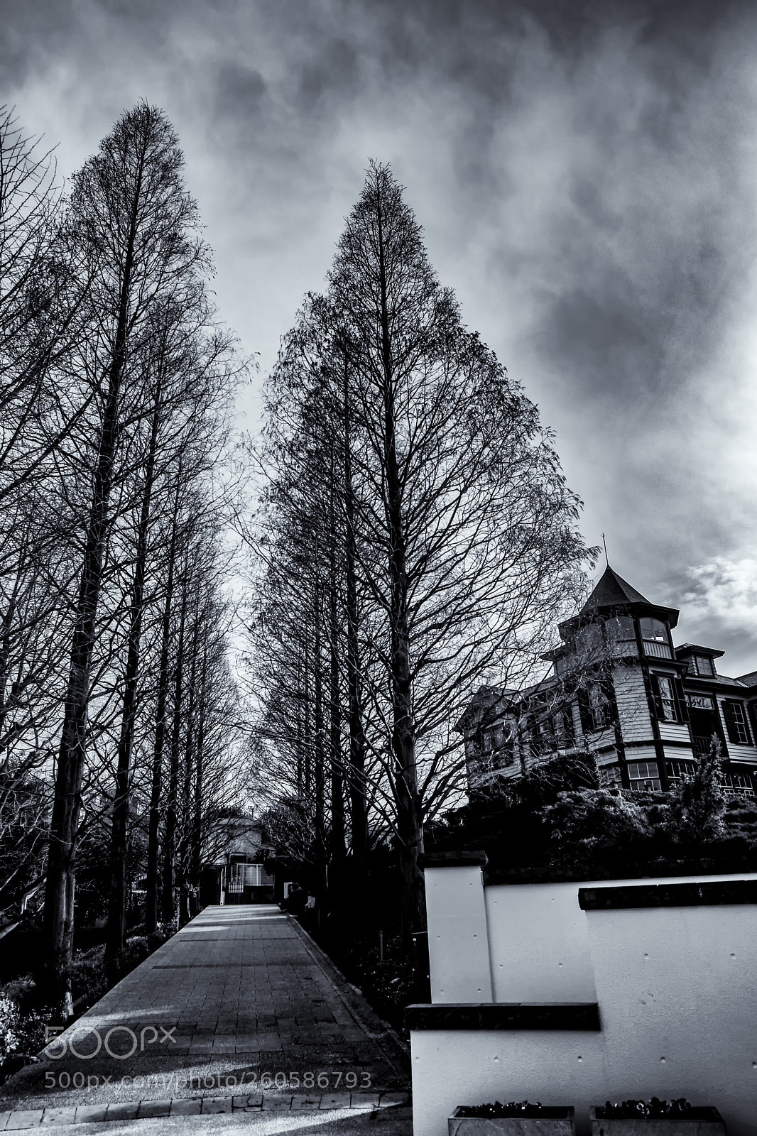 Fujifilm X-Pro2 sample photo. Tree-lined street photography