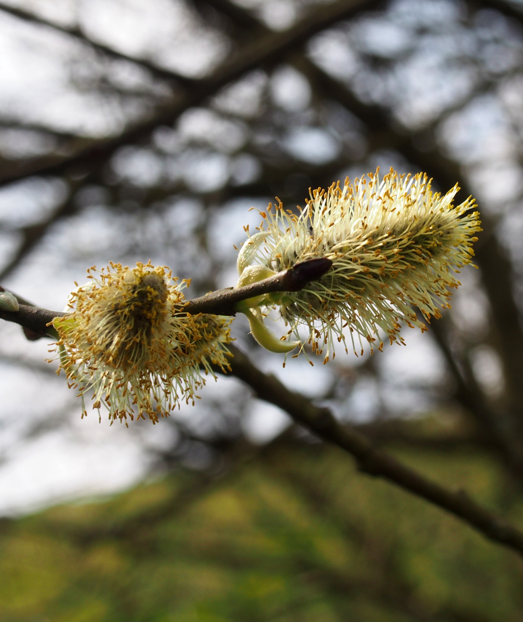Olympus PEN E-PL6 sample photo. Close up of catkins or male flowers of a pussy willow in april in spring woodland with budding... photography