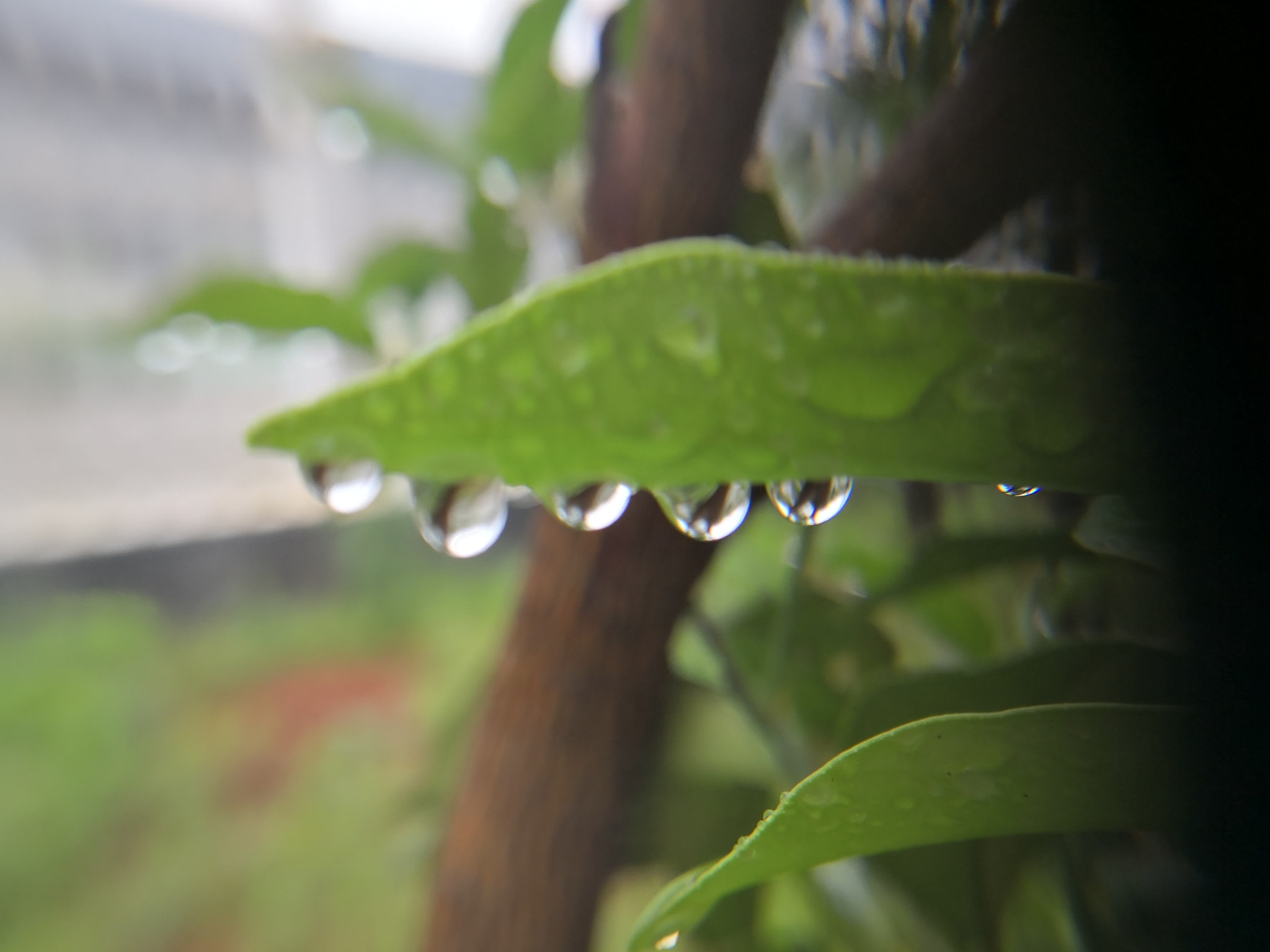 HUAWEI Mate 10 sample photo