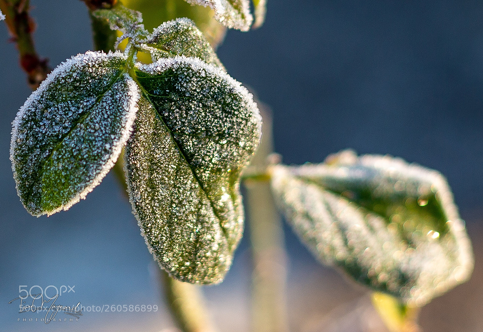 Canon EOS 6D sample photo. Frosted leaves photography