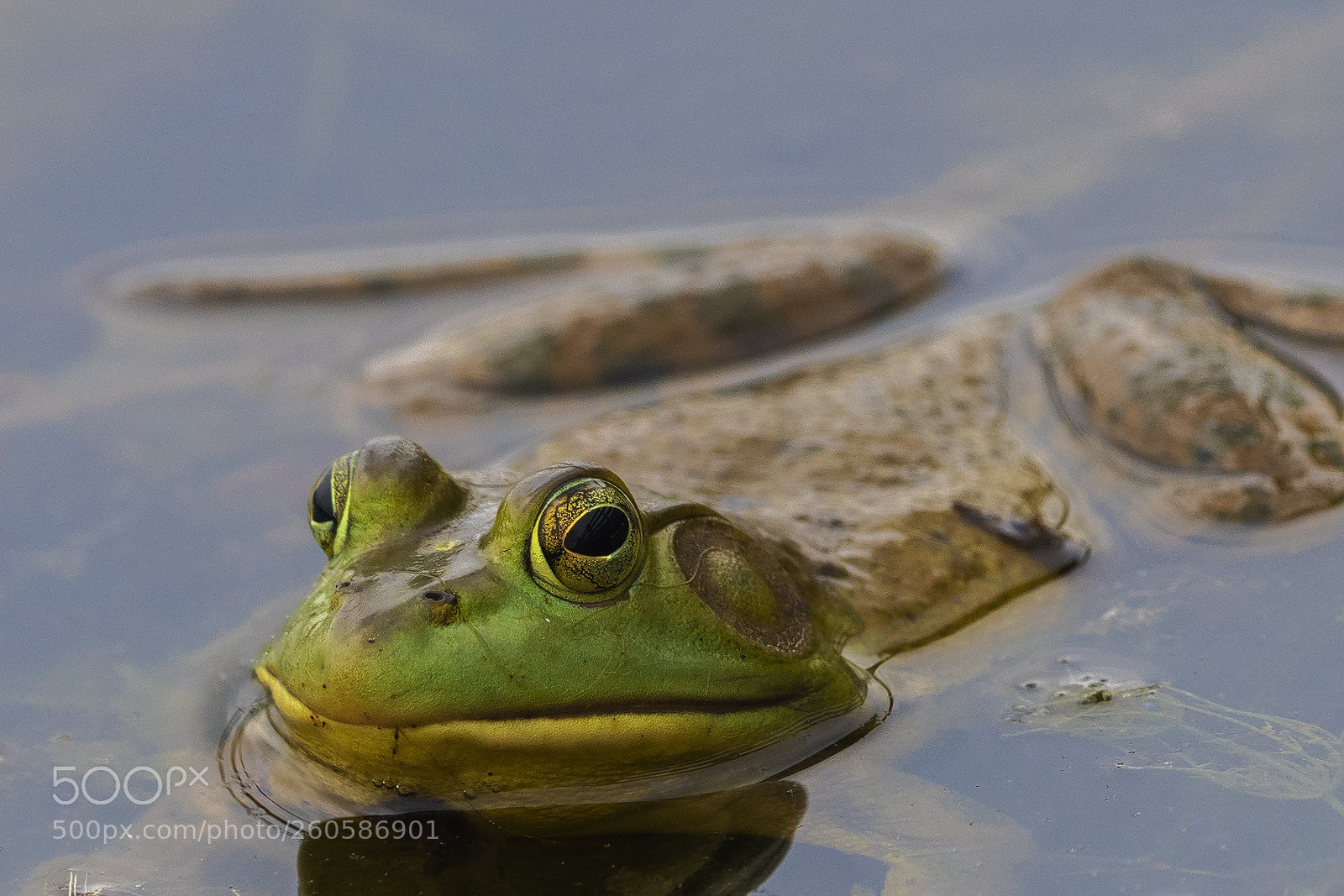 Nikon D850 sample photo. Bullfrog photography
