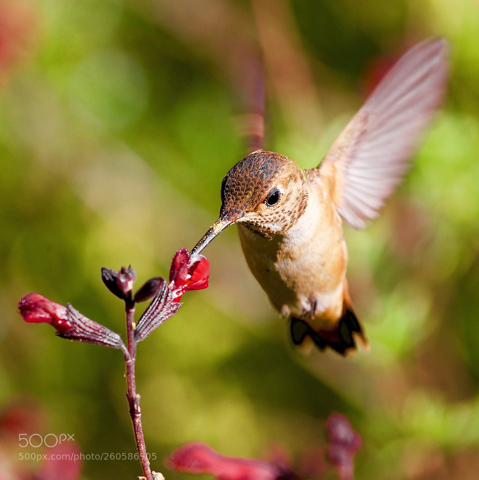 Canon EOS 80D sample photo. Humming bird: get close photography